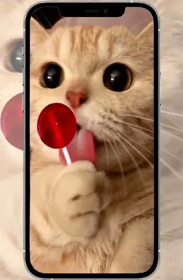 Cute Animals Photo android App screenshot 6